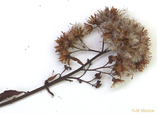 image of Pluchea camphorata, Common Camphorweed, Camphor Pluchea, Marsh Fleabane