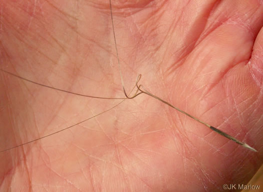 image of Aristida tuberculosa, Seaside Three-awn, Dune Three-awn, Seaside Needlegrass, Sand Three-awn