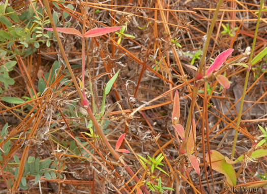 image of Froelichia floridana var. floridana, Florida Cottonseed, Common Cottonweed