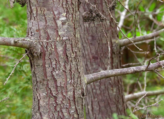 image of Chamaecyparis thyoides var. thyoides, Atlantic White Cedar, Juniper