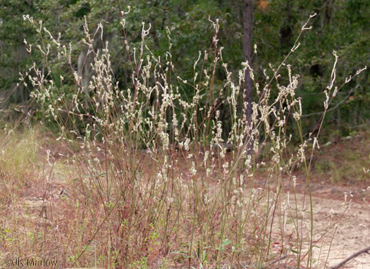 image of Froelichia floridana var. floridana, Florida Cottonseed, Common Cottonweed