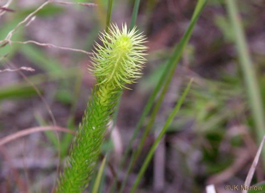 image of Lycopodiella alopecuroides, Foxtail Clubmoss, Foxtail Bog-clubmoss