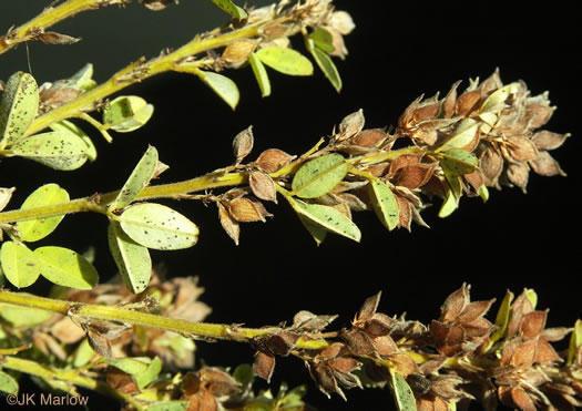 Lespedeza stuevei, Velvety Lespedeza, Stueve's Bush-clover, Tall Lespedeza