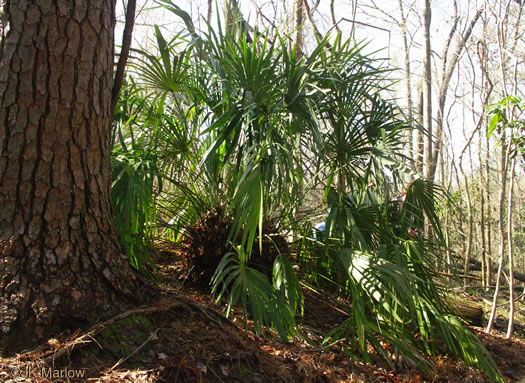 image of Rhapidophyllum hystrix, Needle Palm, Blue Palmetto