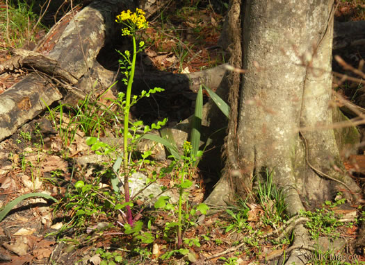 image of Packera glabella, Butterweed, Smooth Ragwort, Smooth Groundsel, Yellowtop