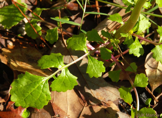 image of Packera glabella, Butterweed, Smooth Ragwort, Smooth Groundsel, Yellowtop