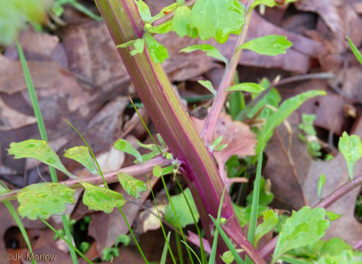 image of Packera glabella, Butterweed, Smooth Ragwort, Smooth Groundsel, Yellowtop