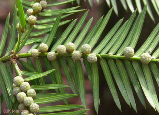 image of Torreya taxifolia, Florida Torreya, Stinking-cedar