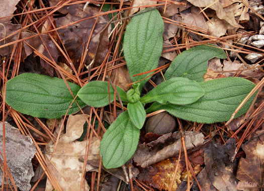 image of Lithospermum tuberosum, Southern Stoneseed