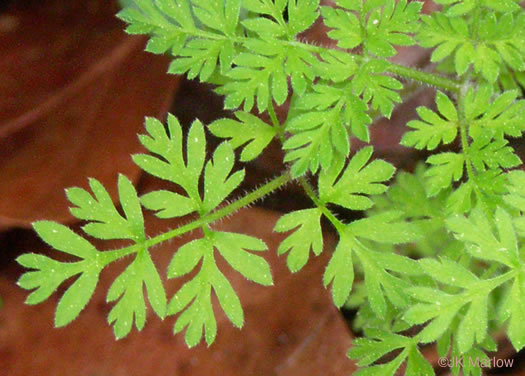 Chaerophyllum tainturieri, Southern Chervil, Wild Chervil, Hairyfruit Chervil