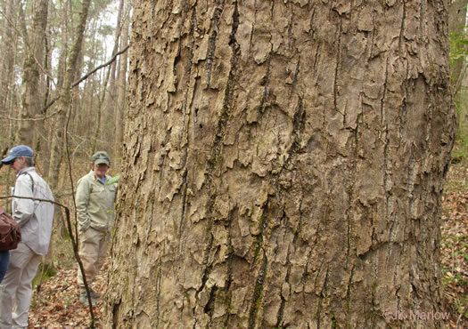 image of Liriodendron tulipifera var. tulipifera, Tulip-tree, Yellow Poplar, Whitewood