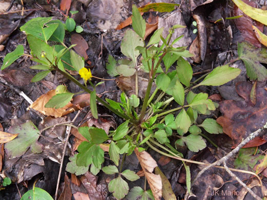 image of Ranunculus fascicularis, Early Buttercup, Thick-root Butterdup