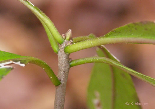 image of Symplocos tinctoria, Horsesugar, Sweetleaf, Dyebush