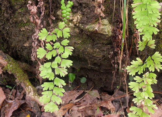 image of Adiantum capillus-veneris, Southern Maidenhair Fern, Venus-hair Fern