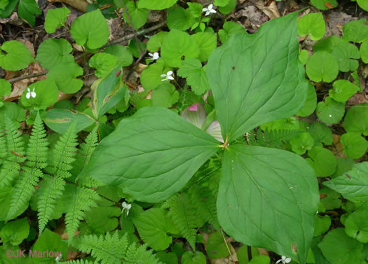 image of Trillium vaseyi, Vasey's Trillium, Sweet Trillium, Sweet Beth