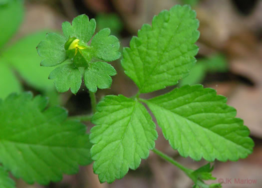 image of Potentilla indica, Indian Strawberry, Mock Strawberry