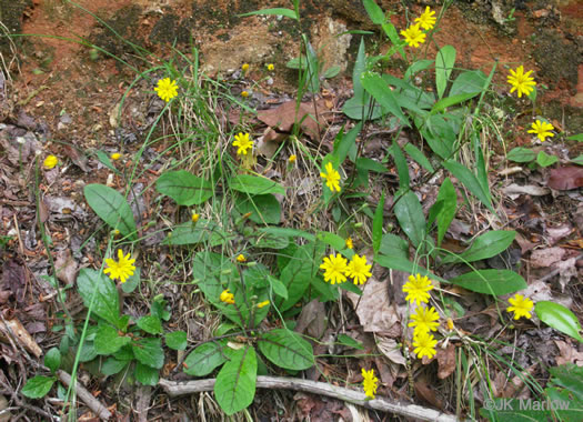 image of Hieracium venosum, Rattlesnake Hawkweed, Rattlesnake Weed, Veiny Hawkweed