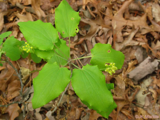 image of Smilax biltmoreana, Biltmore Carrionflower