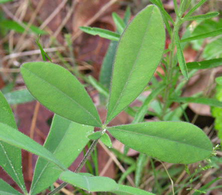 image of Baptisia bracteata, Creamy Wild Indigo