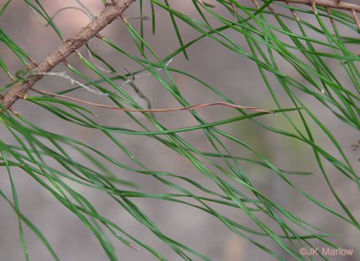 image of Pinus glabra, Spruce Pine, Walter's Pine