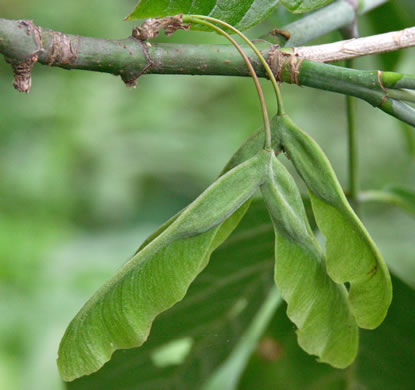 image of Acer negundo var. negundo, Eastern Box Elder, Ash-leaved Maple, River Maple