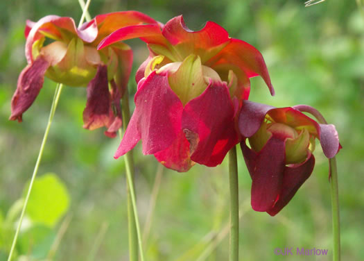 image of Sarracenia jonesii, Mountain Sweet Pitcherplant