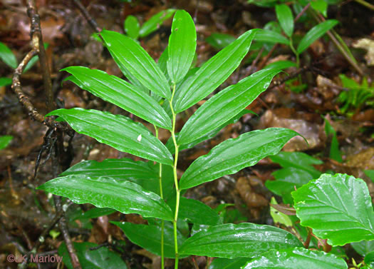 image of Maianthemum racemosum, False Solomon's Seal, Eastern Solomon's Plume, May-plume