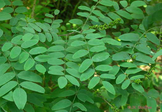 image of Amorpha fruticosa, False Indigo, Tall Indigo-bush, False Indigo-bush