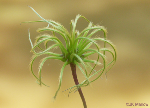 Clematis viorna, Northern Leatherflower, Vase-vine