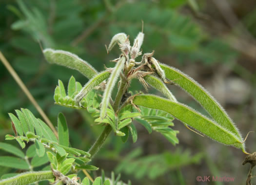 image of Tephrosia virginiana, Virginia Goat's Rue, Devil's Shoestrings