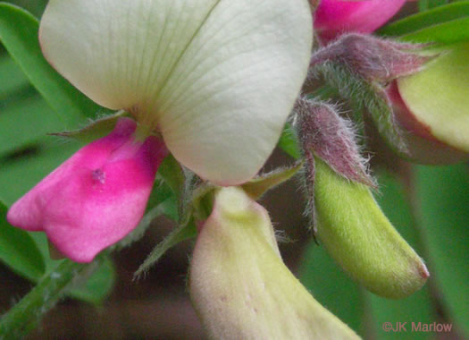 image of Tephrosia virginiana, Virginia Goat's Rue, Devil's Shoestrings