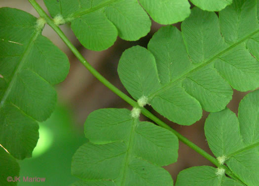 Osmundastrum cinnamomeum, Cinnamon Fern