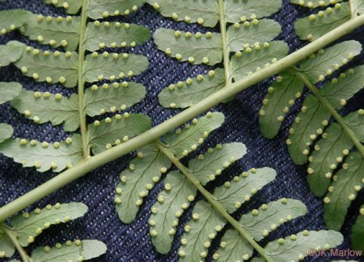 image of Dryopteris marginalis, Marginal Woodfern, Marginal Shield-fern