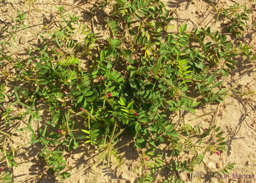 image of Tephrosia spicata, Spiked Hoary-pea, Brown-hair Tephrosia, Tawny Goat's Rue