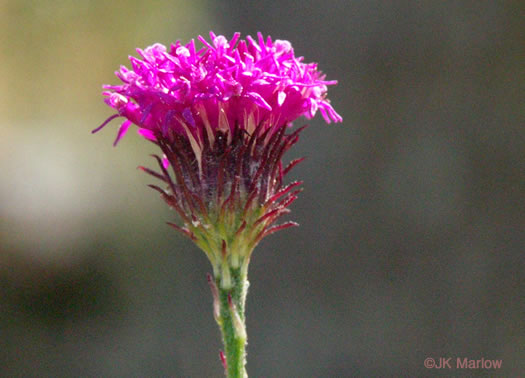 image of Vernonia acaulis, Stemless Ironweed, Carolina Ironweed, Flatwoods Ironweed