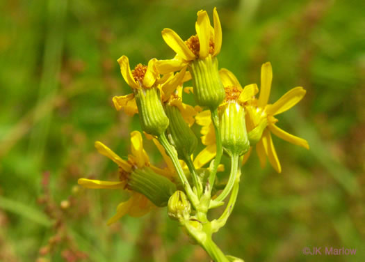 image of Packera schweinitziana, Robbins' Ragwort, New England Ragwort, New England Groundsel, Schweinitz's Ragwort