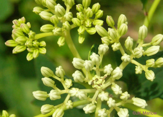 image of Arnoglossum atriplicifolium, Pale Indian-plantain