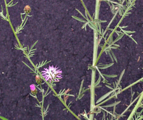 image of Centaurea stoebe ssp. micranthos, Spotted Knapweed, Bushy Knapweed