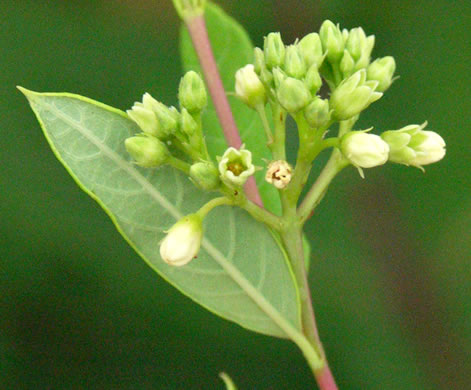 image of Apocynum cannabinum, Indian-hemp, Hemp Dogbane, Marion's Weed