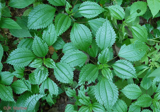 image of Pilea pumila, Greenfruit Clearweed, Richweed, Coolwort, Canadian Clearweed