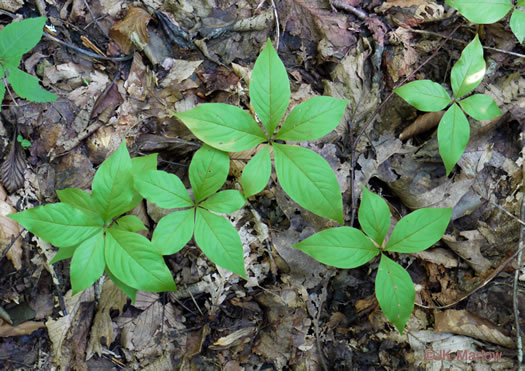 image of Trientalis borealis, Northern Starflower, Maystar