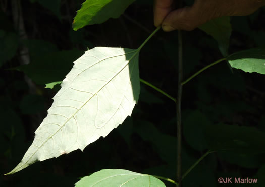 image of Helianthus glaucophyllus, Whiteleaf Sunflower