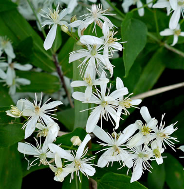 Clematis terniflora