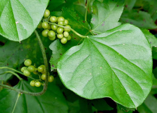 image of Nephroia carolina, Carolina Moonseed, Coralbeads, Carolina Snailseed, Red Moonseed