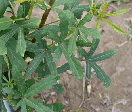 image of Abelmoschus esculentus, Okra, Gumbo