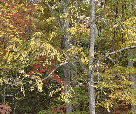 image of Juglans nigra, Black Walnut