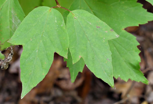 image of Viburnum acerifolium, Mapleleaf Viburnum, Maple-leaved Arrowwood, Dockmackie