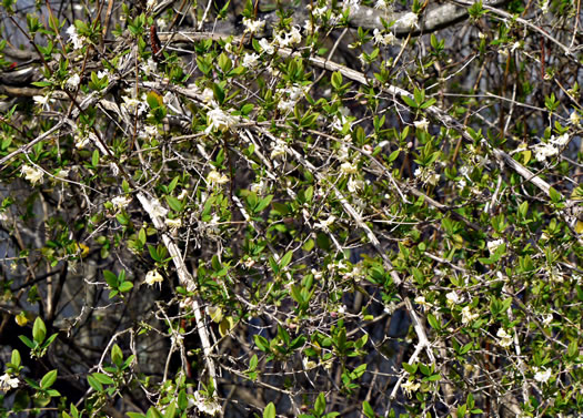 image of Lonicera fragrantissima, Sweet-breath-of-spring, Winter Honeysuckle