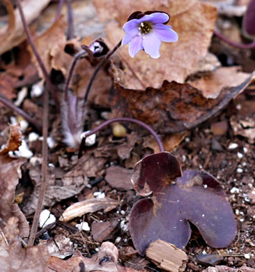 image of Hepatica americana, Round-lobed Hepatica, Round-lobed Liverleaf