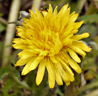 Common Dandelion